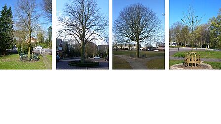 Op de foto van links naar rechts: Wilhelminaboom, Julianaboom, Beatrixboom, Willem Alexanderboom