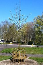 Foto: herdenkingsboom voor de kroning van Willem Alexander