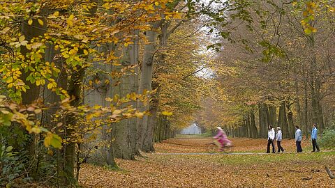Heilooërbos in herfstkleuren - foto Ab Baart