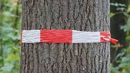 Boom met rood-wit lint om de stam.